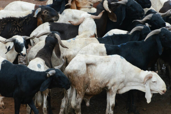 Tabaski : le prix du mouton est en hausse